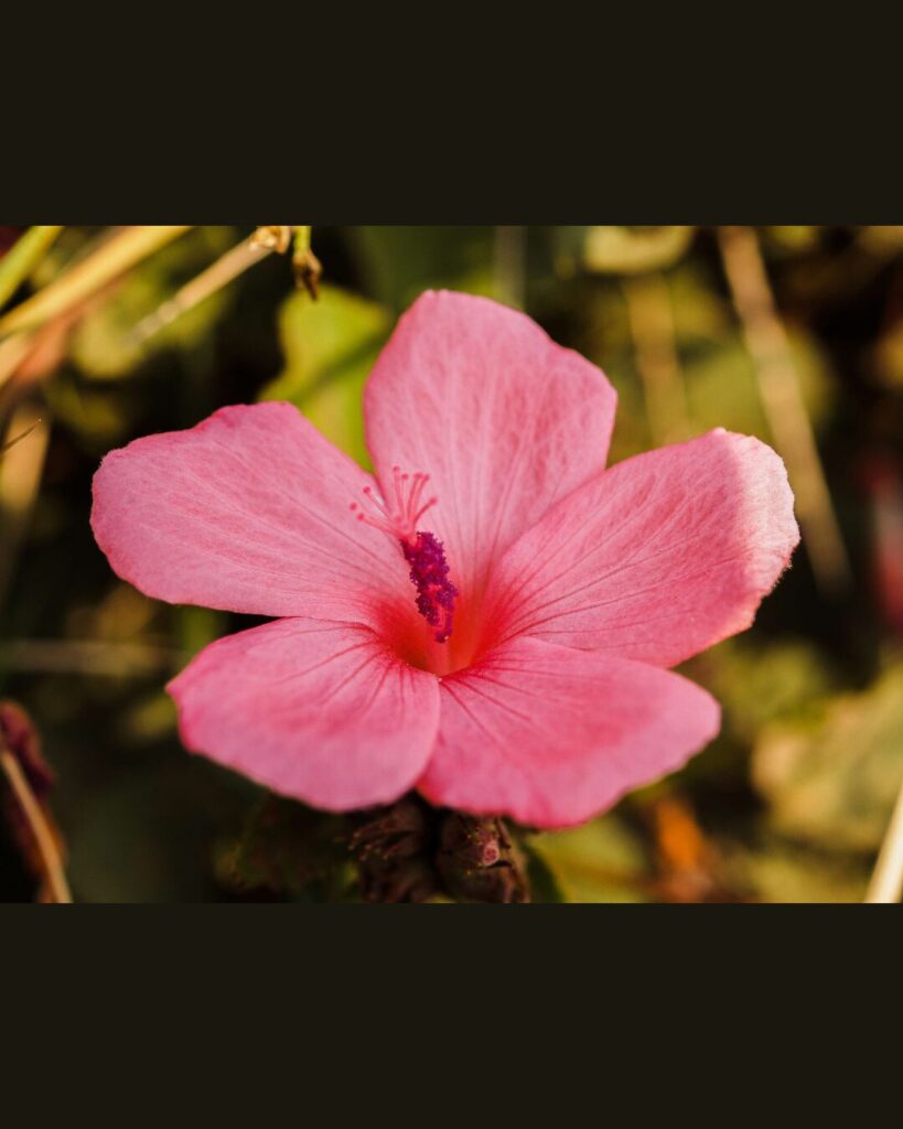 Unpixelated Flower